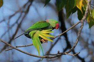 绿毛红嘴鹦鹉_包头鹦鹉火化现舍利花，素食性格引关注