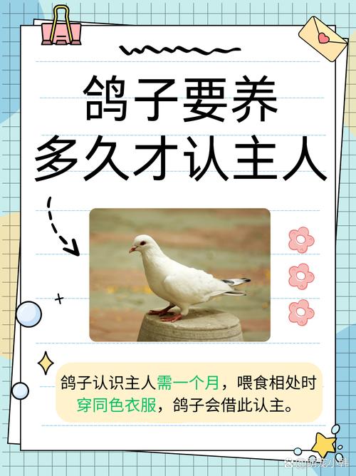 初次养鸽子要养几对_新手养鸽,2-4对最合适,管理方便还避免孤单 初次养鸽子要养几对_新手养鸽,2-4对最合适,管理方便还避免孤单