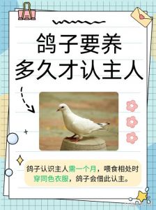 初次养鸽子要养几对_新手养鸽，2-4对最合适，管理方便还避免孤单