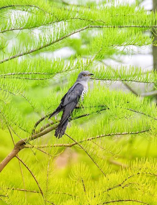 杜鹃鸟的象征意义_哀愁乡愁文化象征 杜鹃鸟的象征意义_哀愁乡愁文化象征