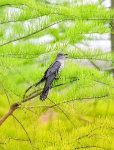 杜鹃鸟的象征意义_哀愁乡愁文化象征