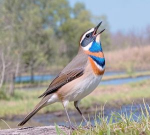 秋捕蓝靛颏鸟最佳地点_华北沿海秋捕蓝靛颏，红嘴可喂靛颏料