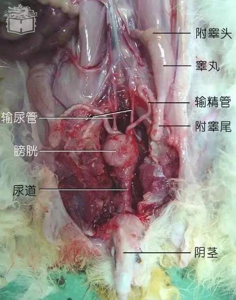 只有一只母兔怎么进行繁殖_兔子繁殖公兔参与,母兔最佳1-3岁,适度繁殖 只有一只母兔怎么进行繁殖_兔子繁殖公兔参与,母兔最佳1-3岁,适度繁殖