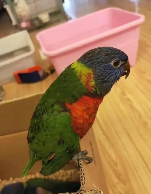 红伶吸蜜鹦鹉优缺点_色彩鲜艳,爱叫爱掉毛,适合有耐心主人 红伶吸蜜鹦鹉优缺点_色彩鲜艳,爱叫爱掉毛,适合有耐心主人