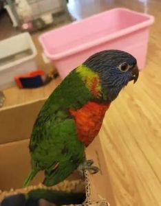 红伶吸蜜鹦鹉优缺点_色彩鲜艳，爱叫爱掉毛，适合有耐心主人