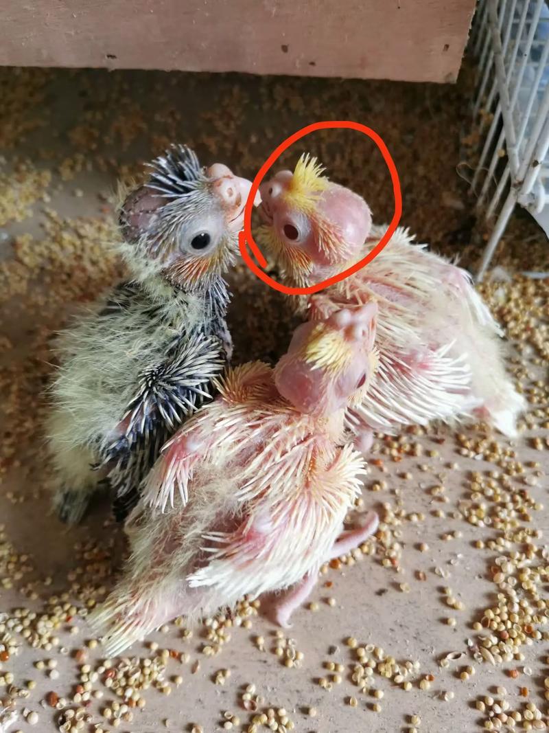 刚到家的玄凤鹦鹉怎么养_色彩活泼易亲人，注意羽粉和保温