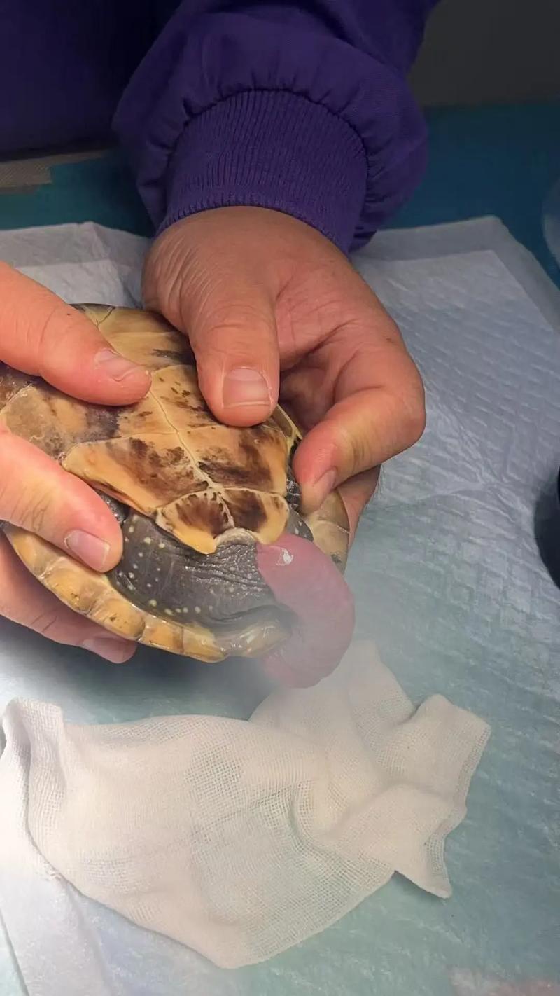 雌乌龟自己下蛋_母龟产未受精蛋,无公龟无法孵化小龟 雌乌龟自己下蛋_母龟产未受精蛋,无公龟无法孵化小龟