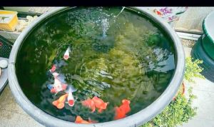 池塘养什么鱼容易打理_新手养鱼优选冷水鱼，皮实易打理，成本低，鲢鳙混养净化水质