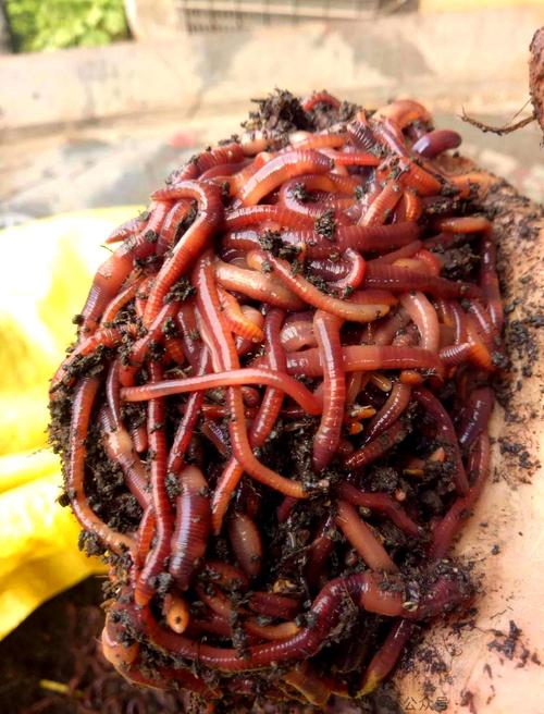 蚯蚓什么鱼都可以钓吗_万能又鲜活的诱鱼法宝