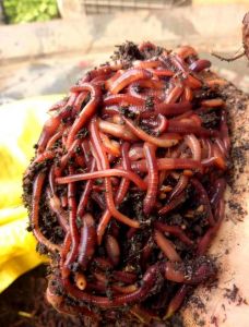 蚯蚓什么鱼都可以钓吗_万能又鲜活的诱鱼法宝