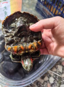 笑脸龟到底是西非还是沼泽_笑脸龟怎么养？注意水质温度空间