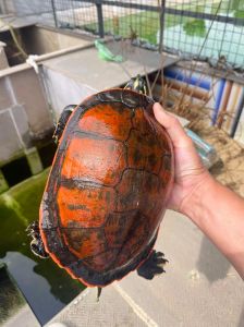 最顶级的火焰龟_火焰龟品质看黄纹，绿壳正常会变红