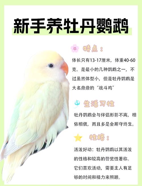 刚到家的鹦鹉怎么养_新鹦鹉应激怎么办？耐心安置喂食帮它适应
