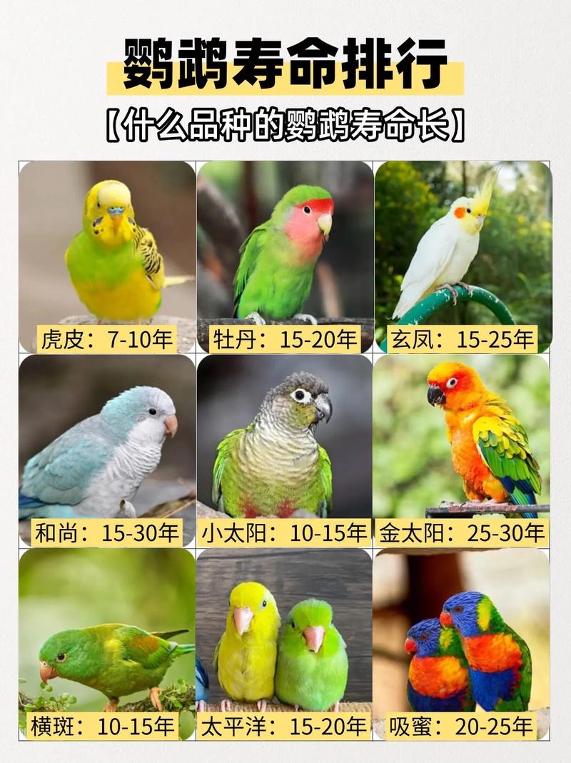 鸟的寿命一般有多长_鸟类寿命长不同，人工饲养寿命长