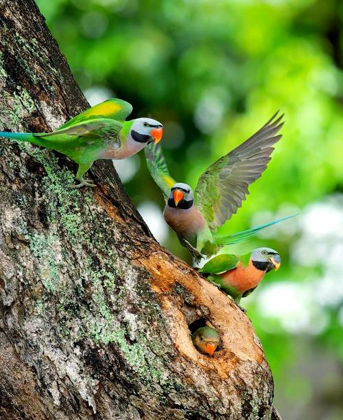 小绯胸鹦鹉优缺点_聪明互动宠物,饲养需耐心知识 小绯胸鹦鹉优缺点_聪明互动宠物,饲养需耐心知识