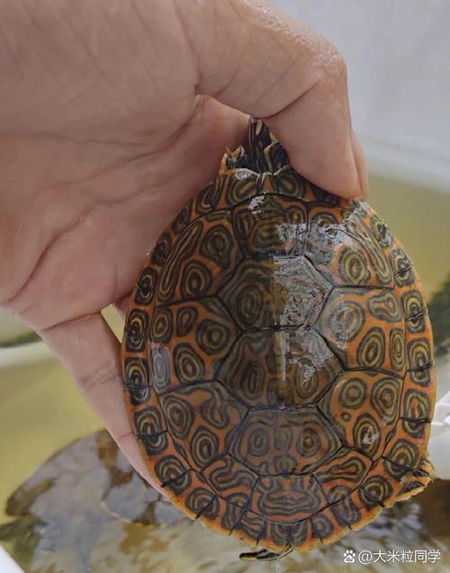 甜甜圈龟注意事项_独特花纹,温顺好养 甜甜圈龟注意事项_独特花纹,温顺好养