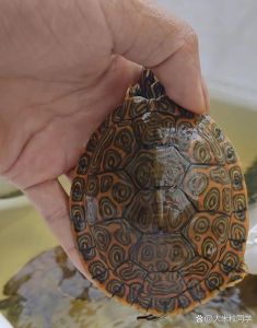 甜甜圈龟注意事项_独特花纹，温顺好养