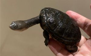 古氏长颈龟_濒危珍宝，需要保护