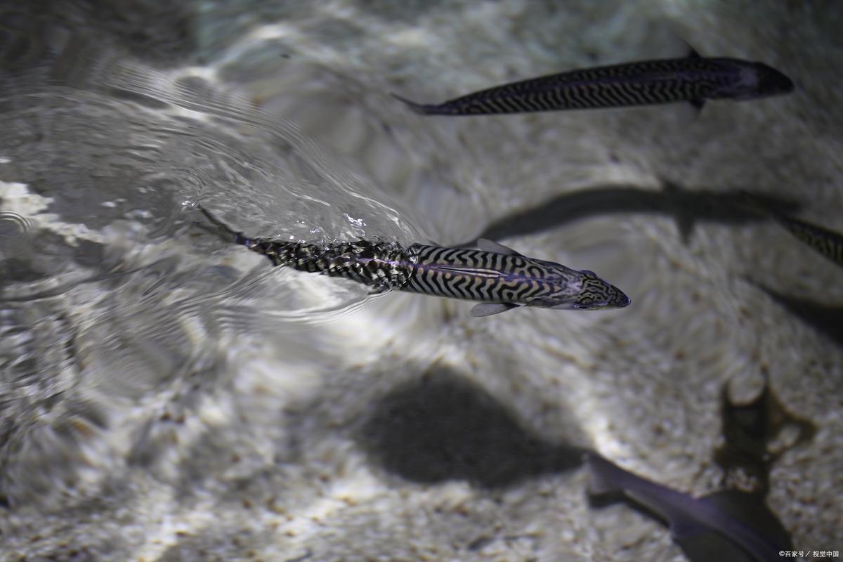 最强的鱼_黑鳍金线鱼白条鱼公鱼等水域顶级掠食者