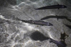 最强的鱼_黑鳍金线鱼白条鱼公鱼等水域顶级掠食者