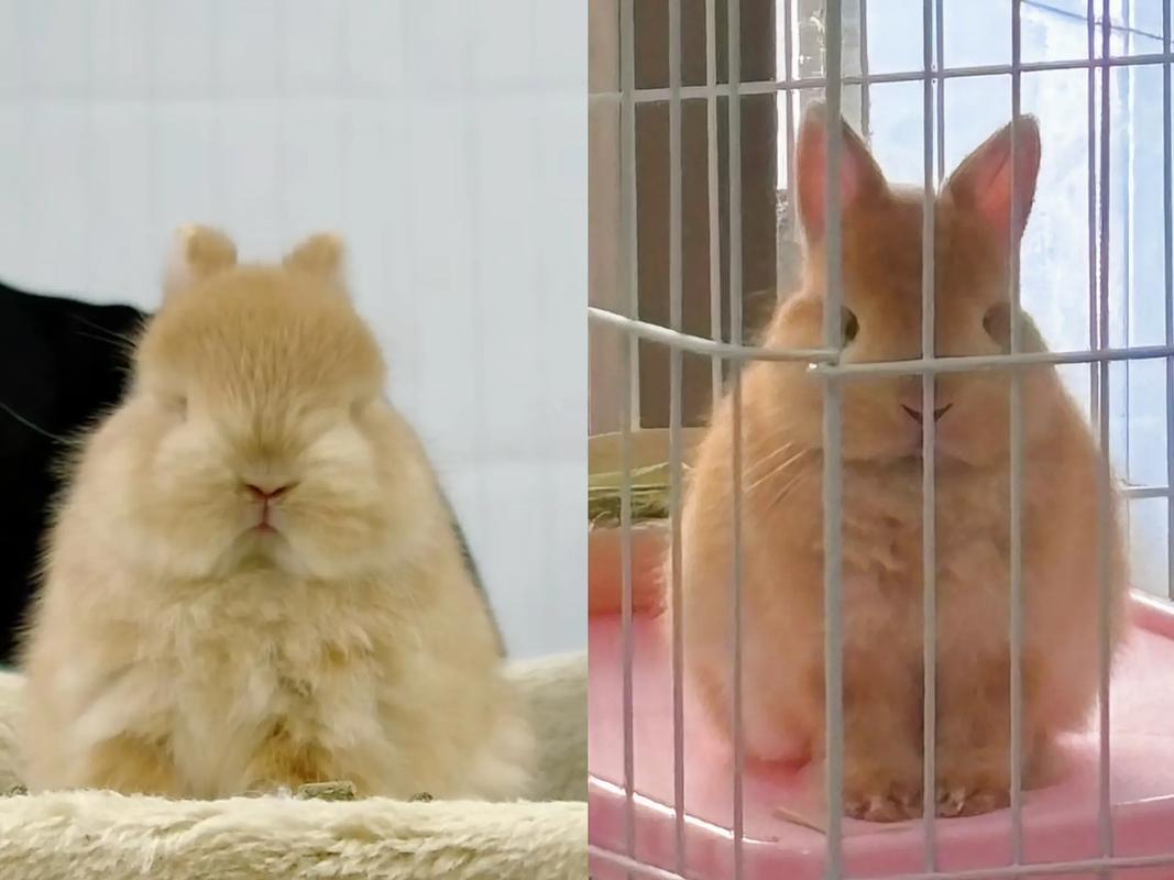 双血侏儒兔和单血侏儒兔的区别_双血侏儒兔VS单血侏儒兔,哪个更适合当宠物? 双血侏儒兔和单血侏儒兔的区别_双血侏儒兔VS单血侏儒兔,哪个更适合当宠物?