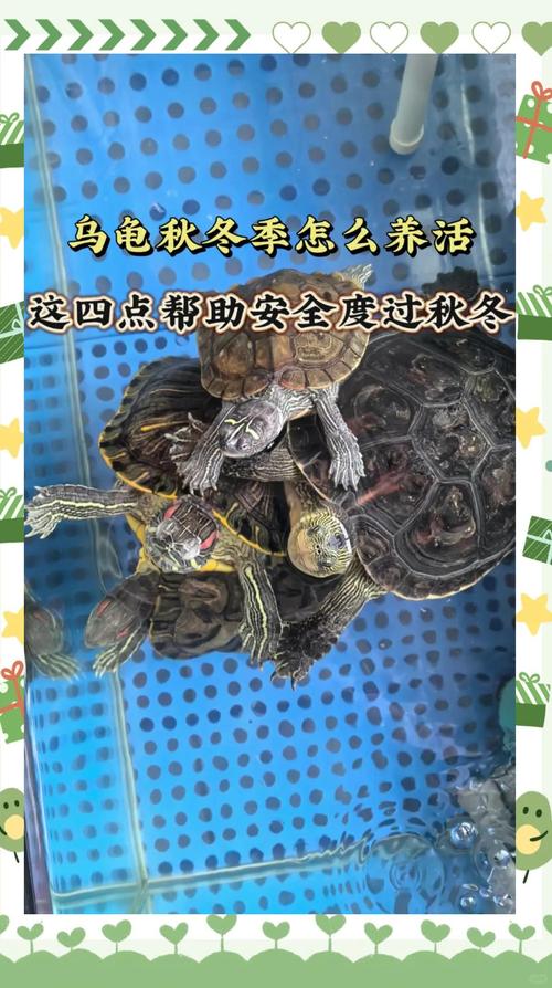 立秋后乌龟怎么养_立秋养龟增重备冬眠，营养调整温度控！