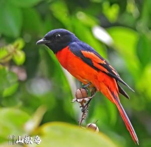 最能代表中国的鸟_丹顶鹤朱鹮与麻雀谁更合适？