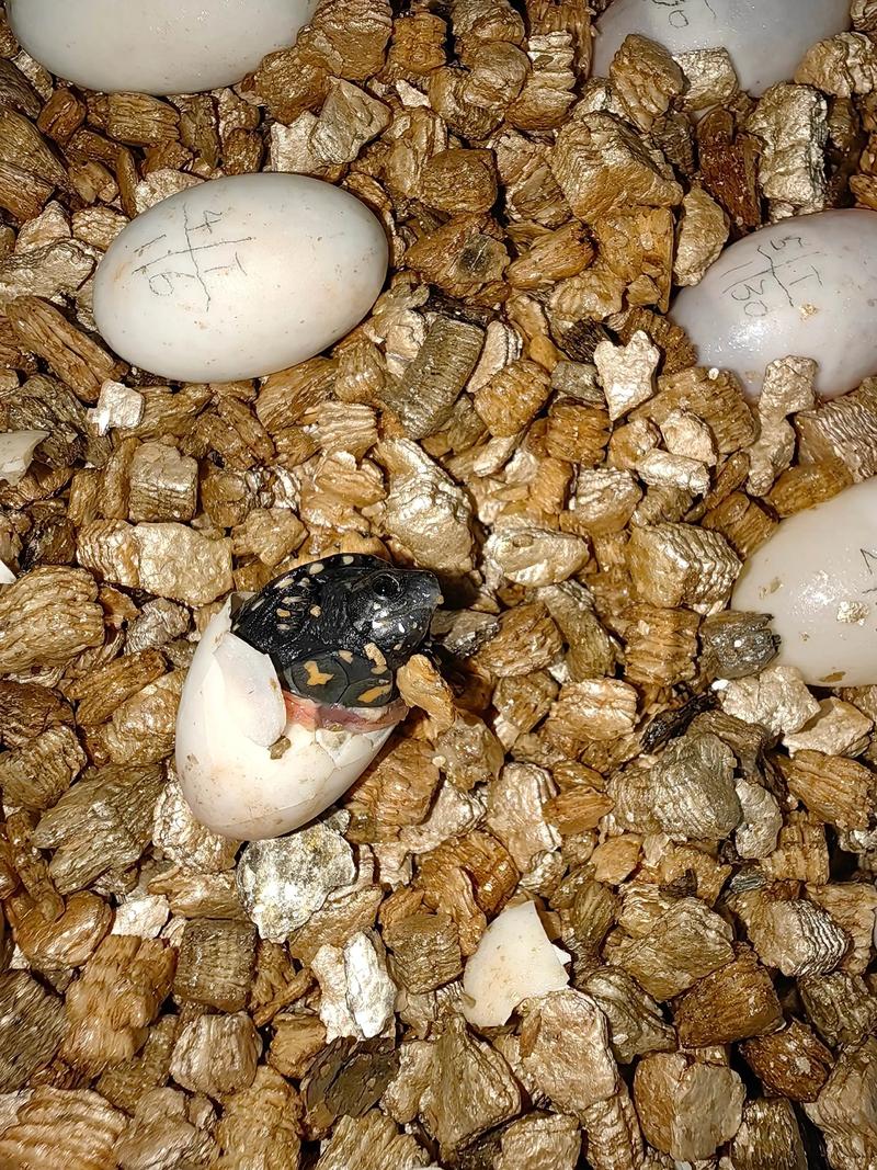 母头盔龟多大下蛋_龟多大能下蛋？品种环境有影响