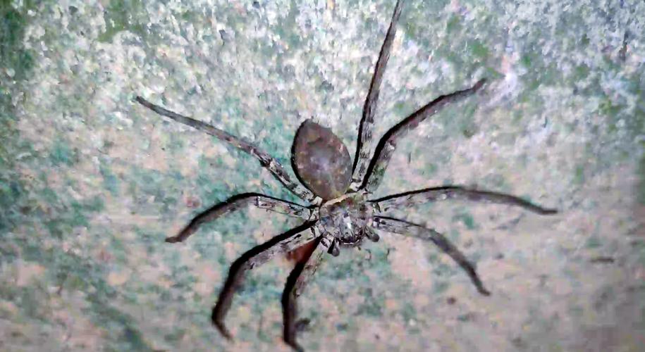 白额高脚蛛为什么不能随便养_本土灭蟑效果有限,饲养需谨慎 白额高脚蛛为什么不能随便养_本土灭蟑效果有限,饲养需谨慎